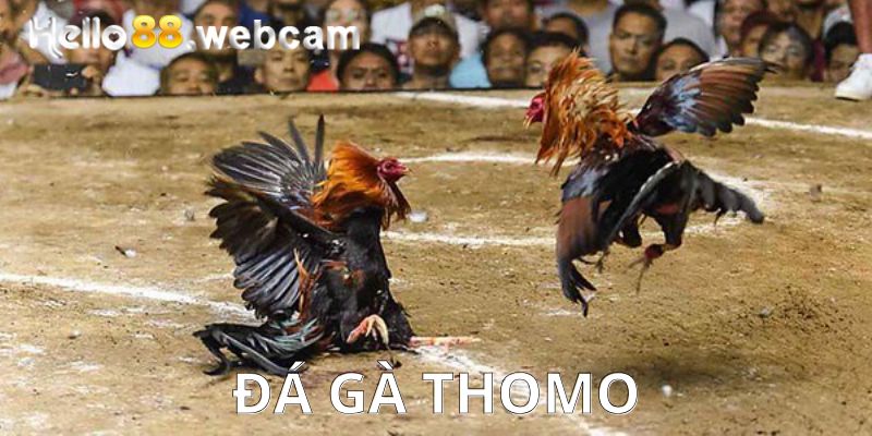 Đá gà Thomo trực tiếp từ trường gà Campuchia hàng đầu