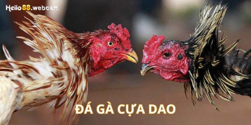 Đá gà cựa dao vô cùng nổi tiếng trên thế giới