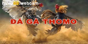 Đá Gà Thomo | Đấu Trường Hấp Dẫn Cho Anh Em Mê Chiến Kê